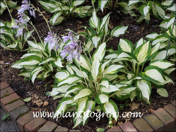 Lots of white variegation on these plants.